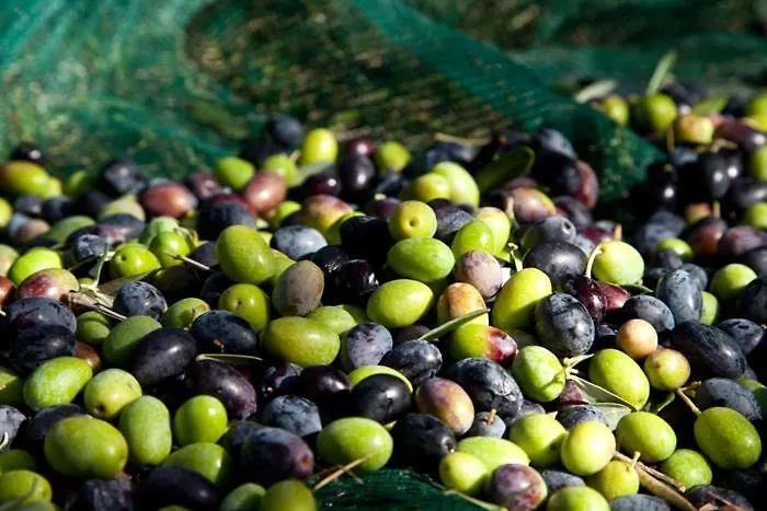 Alojamento de Acomodação e Pequeno-almoço Borgo Antico Papasidero